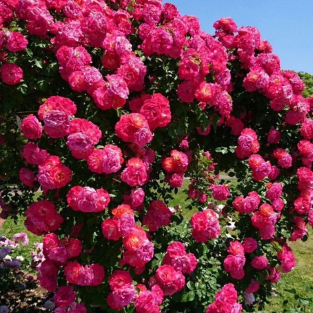 Imported Mixed Climbing Rose Seeds | Premium Seeds for Dreamy Gardens🌹