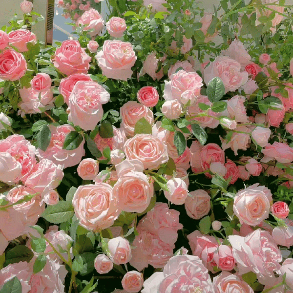 Imported Mixed Climbing Rose Seeds | Premium Seeds for Dreamy Gardens🌹