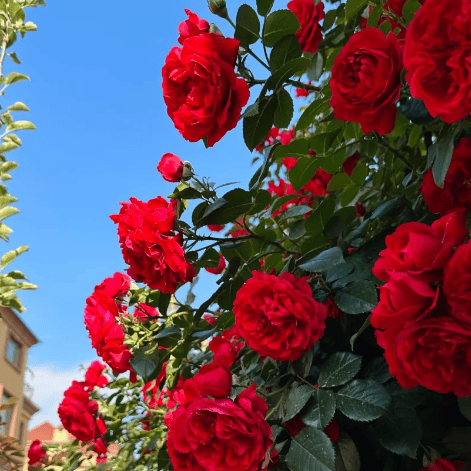 Imported Mixed Climbing Rose Seeds | Premium Seeds for Dreamy Gardens🌹
