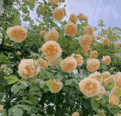 Imported Mixed Climbing Rose Seeds | Premium Seeds for Dreamy Gardens🌹