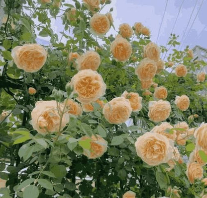 Imported Mixed Climbing Rose Seeds | Premium Seeds for Dreamy Gardens🌹