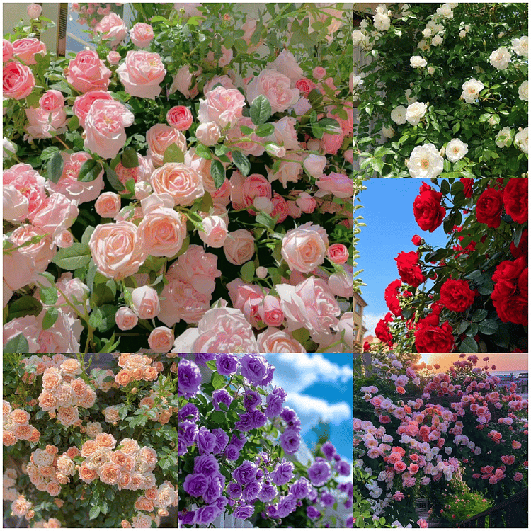 Imported Mixed Climbing Rose Seeds | Premium Seeds for Dreamy Gardens🌹