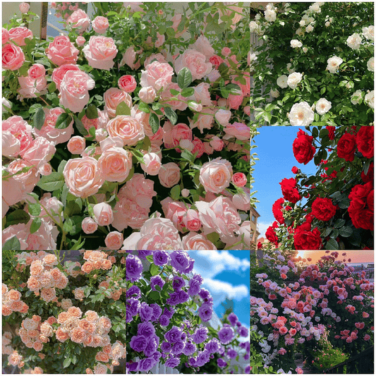 Imported Mixed Climbing Rose Seeds | Premium Seeds for Dreamy Gardens🌹