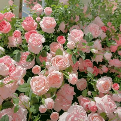 Imported Mixed Climbing Rose Seeds | Premium Seeds for Dreamy Gardens🌹