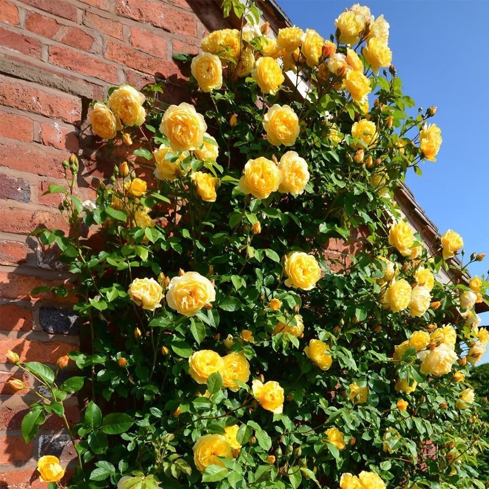 Imported Mixed Climbing Rose Seeds | Premium Seeds for Dreamy Gardens🌹