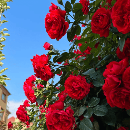 Imported Mixed Climbing Rose Seeds | Premium Seeds for Dreamy Gardens🌹