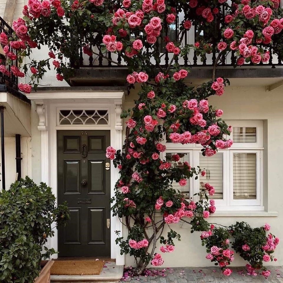 Imported Mixed Climbing Rose Seeds | Premium Seeds for Dreamy Gardens🌹